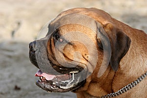 Bull Mastiff