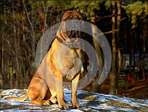 Bull mastiff