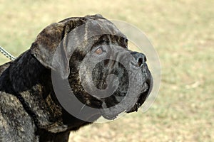 Bull Mastiff