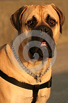 Bull Mastiff