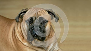 Bull mastiff dog