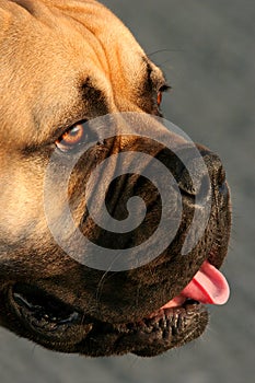 Bull Mastiff Dog