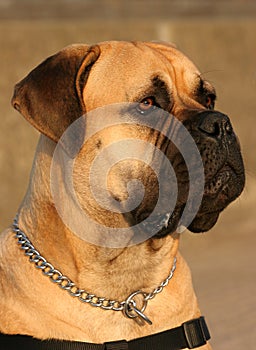 Bull Mastiff Dog.