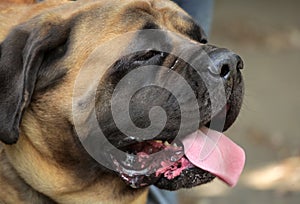 Bull Mastiff Dog close up