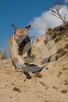 Bull Mastiff running