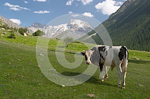 A bull on the meadow photo
