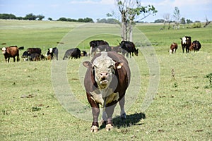 Bull moaning in Argentine countryside,