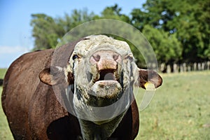 Bull moaning in Argentine countryside,