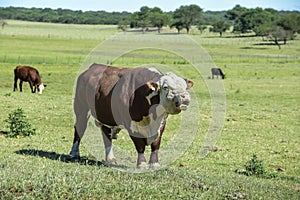 Bull moaning in Argentine countryside,