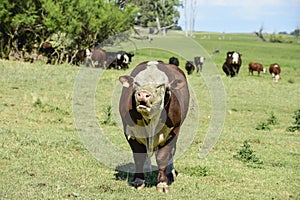 Bull moaning in Argentine countryside,