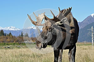 Bull Moose photo