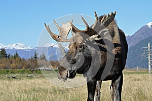 Bull Moose