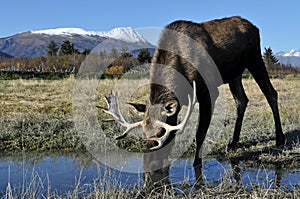 Bull Moose