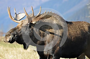 Bull moose photo