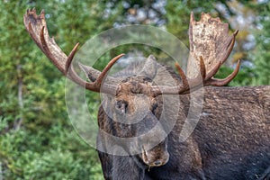 Bull Moose