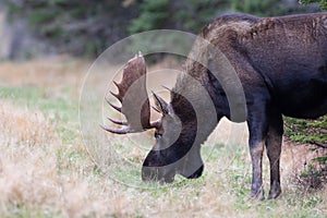 Bull Moose