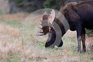 Bull Moose