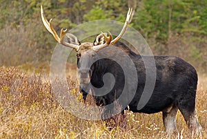 Bull Moose - Alces alces