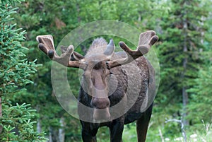 Bull Moose