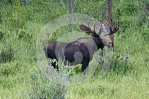 Bull Moose