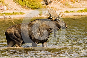 Bull Moose