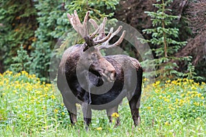 Bull Moose