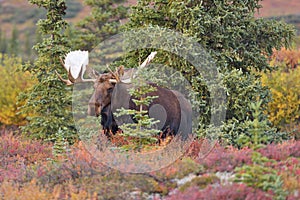 Bull Moose (alces alces) Denali National Park, Alaska