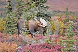 Bull Moose (alces alces) Denali National Park, Alaska photo