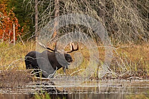 Bull Moose in autumn in Algonquin Park