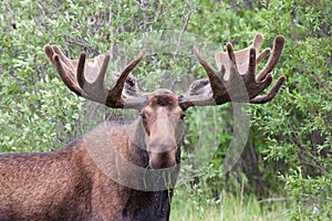 Bull moose Alces alces with large velvety antlers