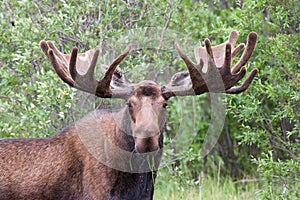 Bull moose Alces alces with large velvety antlers photo