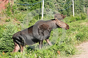 Bull moose in Algonquin Park