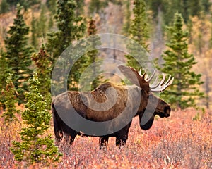 Bull Moose in Autumn