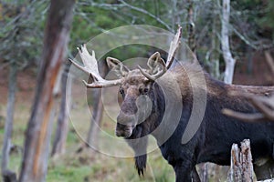 Bull Moose in autumn