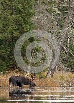 Bull Moose in autumn in Algonquin Park