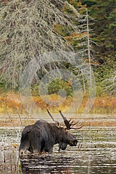 Bull Moose in autumn in Algonquin Park