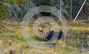 Bull Moose in autumn in Algonquin Park