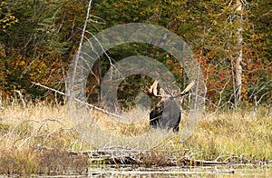 Bull Moose in autumn in Algonquin Park