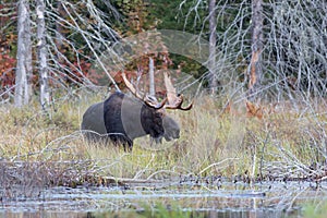 Bull Moose in autumn in Algonquin Park in Canada
