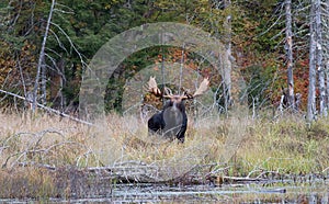 Bull Moose in autumn in Algonquin Park, Canada