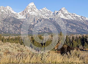 BULL MOOSE IN AUTUMN COLORS STOCK IMAGE