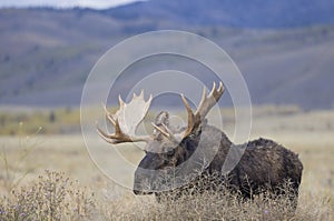 Bull Moose in Autumn in Grand Teton National Park