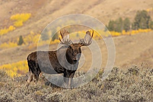 Bull Moose in Autumn in Wyoming