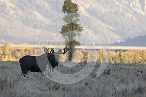 Bull Moose in Autumn in Wyoming