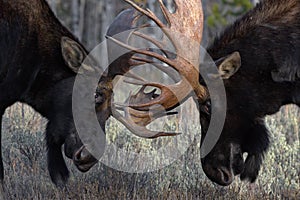 Bull moose battle during rutting season in Wyoming