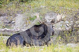 Bull Moose Bedded in the Rut in Wyoming