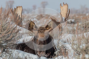 Bull Moose Bedded in Snow in Wyoming