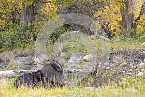 Bull Moose Bedded in Wyoming in Fall