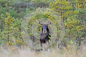 Bull moose in bog