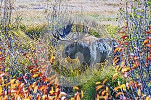 Bull Moose Browsing Through Grassy Bog